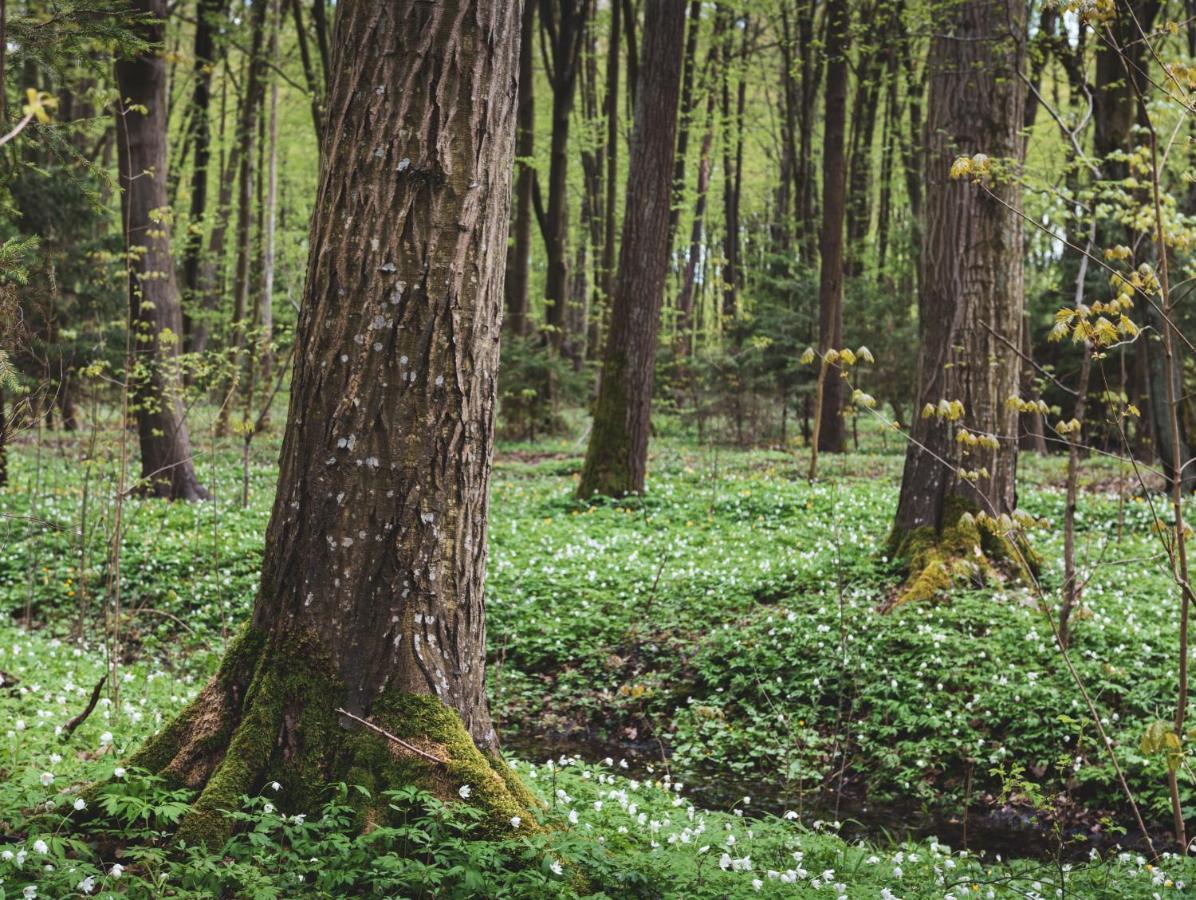 Lesna 21 Dom Poludnie Przy Puszcza Bialowieska Luka المظهر الخارجي الصورة
