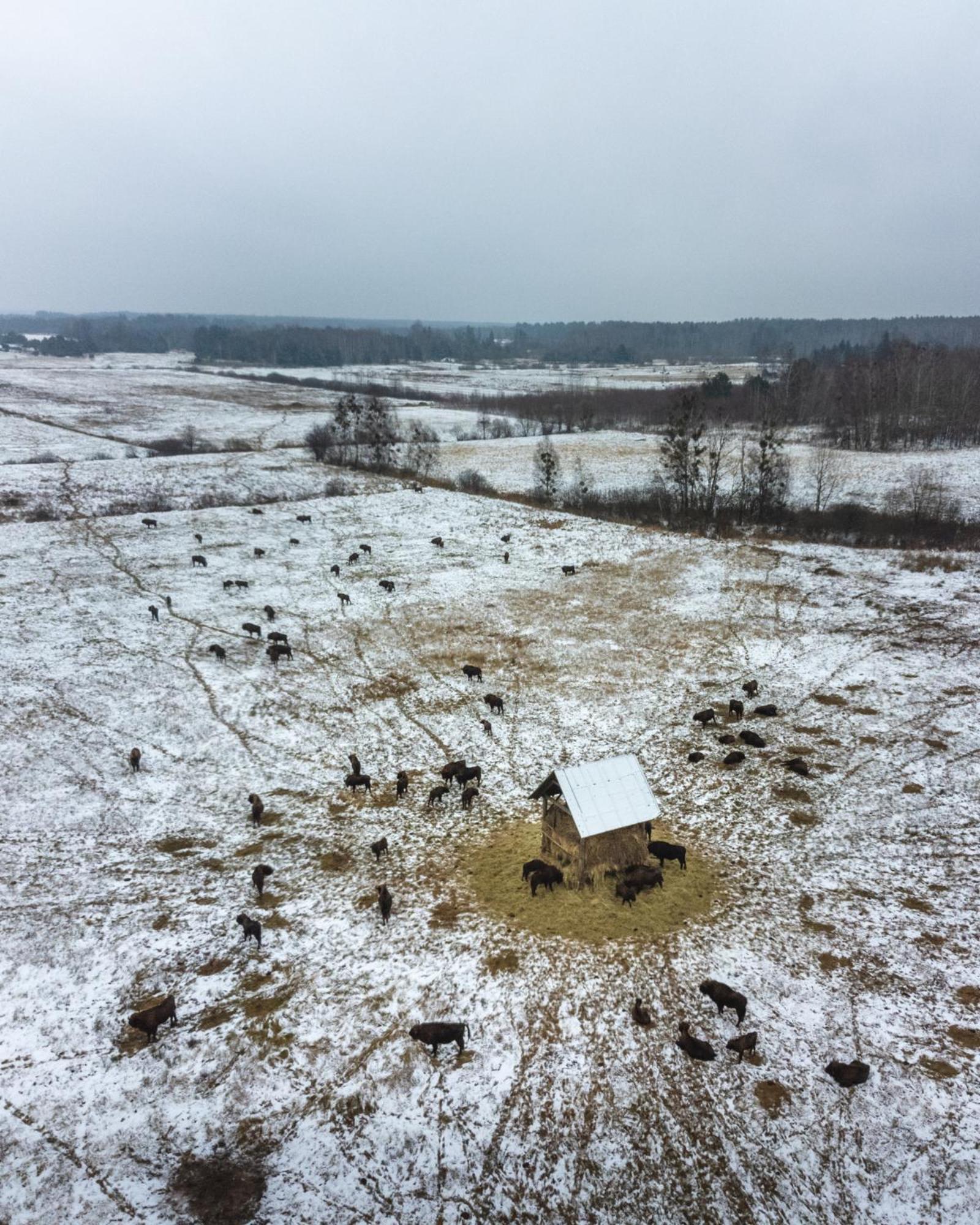 Lesna 21 Dom Poludnie Przy Puszcza Bialowieska Luka المظهر الخارجي الصورة